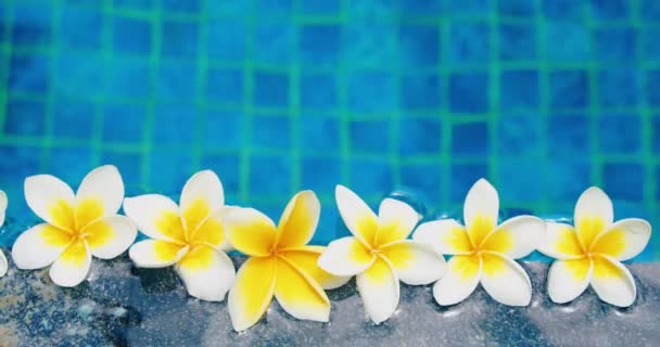Flores Brancas Frangipani Tropicais Fundo Água Azul Vista Superior Deitado — Vídeo de Stock