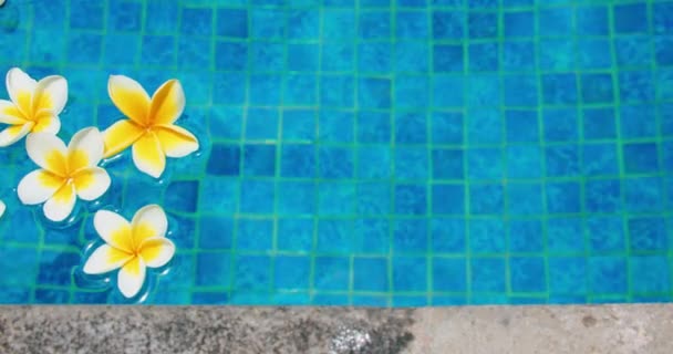 Vita Blommor Plumeria Frangipani Blå Bakgrund Med Naturligt Solljus Swimmingpool — Stockvideo