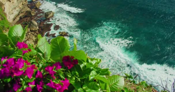 Fleurs Magenta Fleurissant Sur Fond Nature Océanique Falaises Escarpées Sur — Video