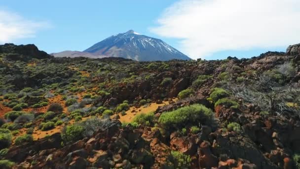 スペインのテネリフェ島に捨てられた溶岩の風景と冬の雪で覆われたTeide火山 まれなサボテンの茂み 山のピーク以上のフライト 空中展望 母なる自然 — ストック動画