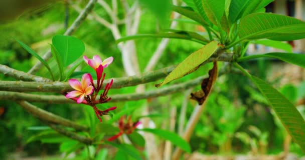 美しいピンクのフランジパニ プルメリア アクティビフォリアの花の群生は バリ島の森のキャノピーのボケを背景に風に揺れています 映画のハンドヘルド映像を閉じます インドネシア 熱帯雨林 — ストック動画