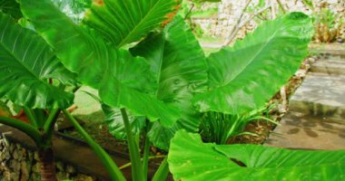 Büyük tropikal bitki çalıları parlak yeşil geniş yapraklar. Ağır çekimde yakın çekim. Bali bahçe tasarımı. Yeşim taşının doğal rengi. Hiç kimse. Endonezya.