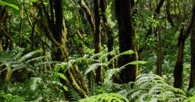 El Pijaral, La Ensillada, Cabeza de Tejo Tenerife, Kanarya Adaları, İspanya 'daki Anaga Ormanı' ndaki Bosque Encantado 'da yürüyor. Elle tutulur.