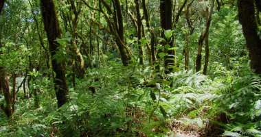 El Pijaral, La Ensillada, Cabeza de Tejo Tenerife, Kanarya Adaları, İspanya 'daki Anaga Ormanı' ndaki Bosque Encantado 'da yürüyor. Elle tutulur. Vahşi doğa..