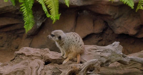 Mirketin etrafını kolaçan et. Yüksek kaliteli görüntüler.