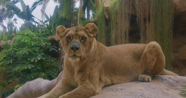 Kapatın. Yakın çekim. Yavaş hareket. Afrikalı vahşi dişi aslan güneşin ısıttığı sıcak taşın üzerinde yatıp hayal kuruyor. Dişi aslan yüksek kayalık dağda uzanıyor. Dişi aslan bir taşın üzerinde duruyor ve başını çeviriyor.