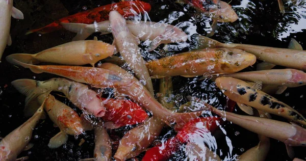 Koi balığı, Cyprinus caprio rubrofuscus yüzeyde yansımalar ve küçük dalgalarla yüzer. Renkli bir balık grubu. Havuzda süslü sazan balığı.