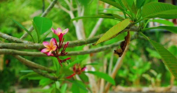 Hermosa Rosa Frangipani Plumeria Acutifolia Grupo Flores Balanceándose Viento Con — Vídeo de stock