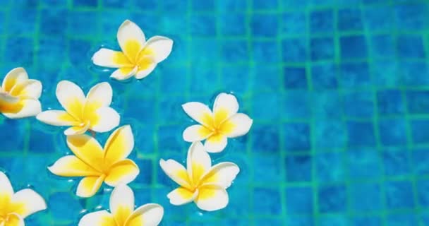 Білі Квіти Сливи Франгіпані Синьому Фоні Природним Сонячним Світлом Плавальний — стокове відео