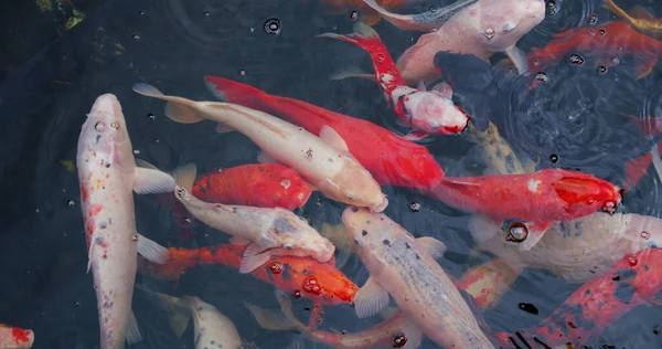 Koi balığı, Cyprinus caprio, Cyprinus rubrofuscus yüzeyde yansımalar ve küçük dalgalarla yüzerler. Kimse..