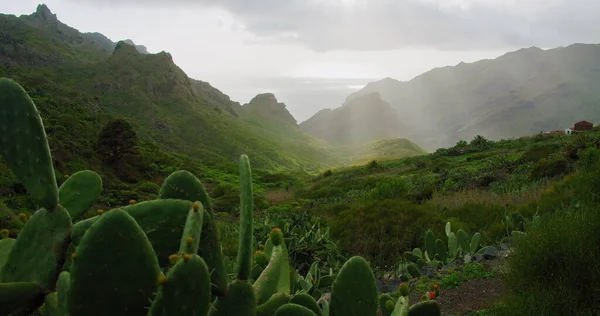 Taganana, Anaga kırsal parkı, Tenerife, Kanarya Adaları 'ndaki tepede taze yeşil bahar manzarası