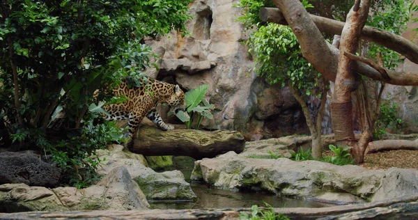 Jaguar Prowling Walking Jungle Slow Motion — Stock Photo, Image