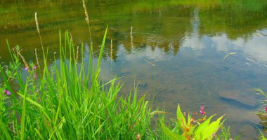 Yeşil nehrin üzerinde gün doğumu, su akıntısı. Sakinlik, rahatlama, meditasyon, yalnızlık, doğanın güzelliği. Manzara. Almanya. Çiçeklerin yakın çekimi derede yemyeşil çimenler açar. Hiç kimse. Yeşiller