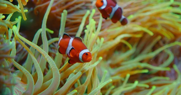 Palyaço balıkları mercan resiflerinde şakayık içinde yüzerler. Kızıl Deniz ya da iki bantlı anemonik balığı. Deniz balıkları vahşi doğada algler ve zooplanktonlarla beslenir. Pomacentridae ailesi. Yakın çekim yüksek kaliteli görüntü. Kimse..