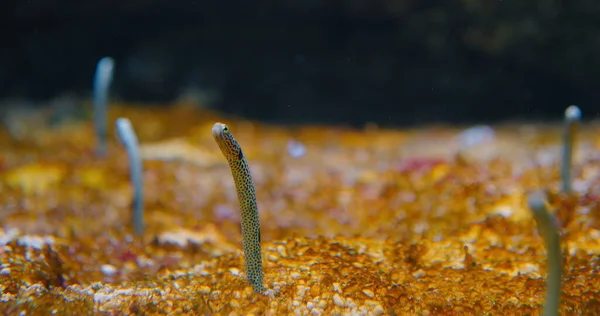 heterocongrinae. Görkemli bahçe yılanbalıkları..