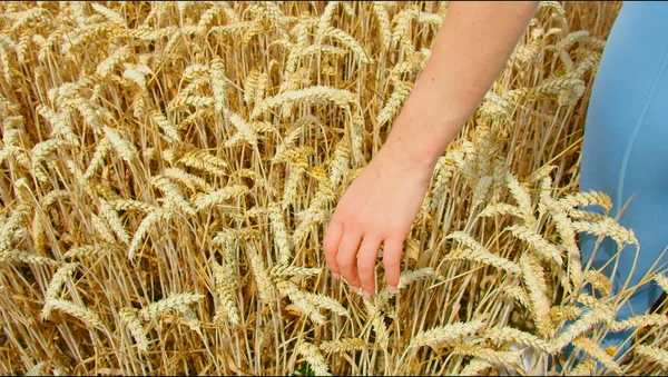 Tarım. Dünyadaki açlık sorunu. Ekonomik kriz. Kulakları buğday olan çiftçi elleri. Yoksulluk konsepti, yiyecek eksikliği. Kıtlık. Gerçek zamanlı, 2022..