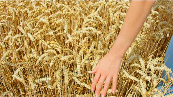 Tarım alanı. Dünyadaki açlık sorunu. Ekonomik kriz. Ağır çekim. Altın olgun buğday kulaklı çiftçi elleri. Yoksulluk konsepti, yiyecek eksikliği. Kıtlık. Gerçek zamanlı, 2022..