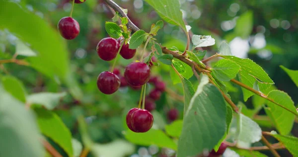 Bahçede olgun kırmızı ekşi kiraz, taze meyve suyu ile yakın çekim. Çevre dostu. Bahçıvanlık, hasat yılı. Bolluk. Vejetaryen organik yiyecekler. Kimse..