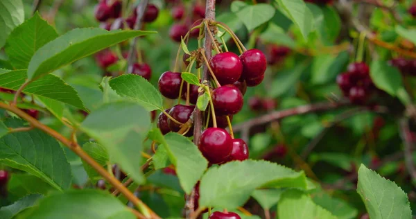 Ağaçta olgun ekşi kiraz, hasat için hazır. Yakın plan. Dalında kırmızı böğürtlen ve rüzgarda lezzetli meyveler. Çiftlik, tarım. Tarım işleri işte. Kimse..