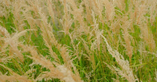 Yumuşak otlar rüzgarda sallanıyor. Güneşli bir yaz gününde sakin bir kırsal kesimde yeşil uzun çimen yaprakları ve ince gövdeler. Güzel çimen. Rahatlatıcı doğa. Sakinleştirici hipnoz.