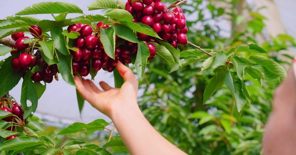 Çiftçi ahşap hasır kutuda kiraz topluyor. Tarım geçmişi, ağaçta koyu olgun kiraz sepeti sepette taze böğürtlen. Çalışırken çekilen gerçek kişi..