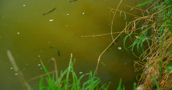 Sabunlu, kirli nehir. Kirlenmiş atık su. Akış kanallarında kirlilik. Küçük balıklar gölette yüzer. Almanya. Statik çekim. Kimse..