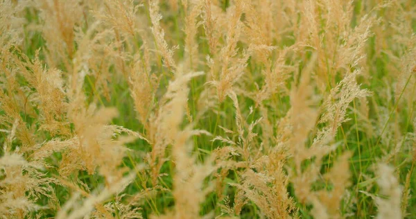 Yavaş çekimde rüzgarda sallanan uzun tüylü çimenler. Kogon otları, çayırdaki beyaz sazlıklar. Çimenlik, bulanık arka plan. Şefkat. Rahatla doğa manzarası. Hiç kimse. Statik çekim.