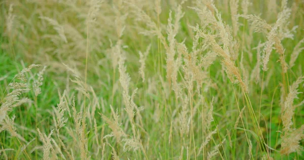 Kapalı çim tarlası, renkli günbatımı, batan güneşin pembe turuncu renkleri. Sakin bir doğa manzarası. Altın ışık kayalıklara yansıyor. Çimenlik. Hiç kimse. Sıcak bir sonbahar akşamı. Bulanık