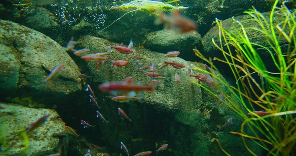Gökkuşağı morluğu, Leuciscidae familyası. Nehrin dibinde tatlı su balığı akvaryumu, taşlar ve yeşil algler var. Büyük bir grup yanardöner neon renkli balık. Notropis chrosomus bir Kuzey.
