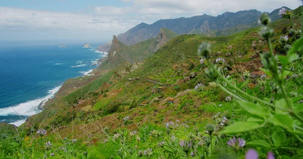 Anaga kırsal parkı. Tenerife 'nin kuzeyi, Kanarya Adaları, İspanya. Hiç kimse. Ön planda kaktüsler ve yerel bahar çiçekleri.