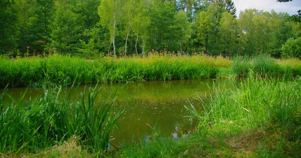 Puslu yeşil nehrin üzerinde gün doğumu. Sakinlik, rahatlama, meditasyon, yalnızlık, doğanın güzelliği. Manzara. Almanya. Yakın plan. Kimse..