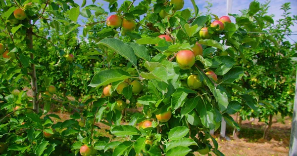 Dal üzerinde olgun yeşil elmalar değil. Elma ağacı. Hasat yılı. Olgunlaşmamış meyve bahçesi ya da meyve bahçesi. Güneşli bir gün. Rüzgarlı bir hava. Yaklaş, el bilgisayarı. Kimse..