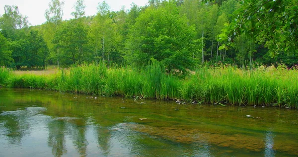 Yeşil nehrin üzerinde gün doğumu, su akıntısı. Sakinlik, rahatlama, meditasyon, yalnızlık, doğanın güzelliği. Manzara. Almanya. Çiçeklerin yakın çekimi derede yemyeşil çimenler açar. Hiç kimse. Yeşiller