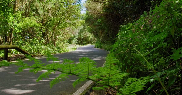 İspanya 'nın Kanarya Adaları, Tenerife' nin kuzeyindeki Anaga ormanının arka planındaki eğreltiotu yapraklarından bakın. Kimse..