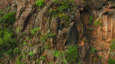 Nadir bulunan yeşil bahar bitkileriyle volkanik kayalar, dağın yamacında yeşillik yetişir. Tenerife Adası Kanarya İspanya doğası. Teno kırsal parkındaki tuhaf turuncu uçurum. Havayı kaldır.