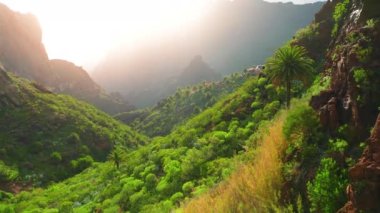 Tenerife Adası 'nda günbatımı yeşil orman orman doğa manzarası. Tropikal egzotik gezi gezisi için Masca vadisine giden palmiye ağaçları tepeleri. Eko turizm konsepti. Hava görüntüleri.