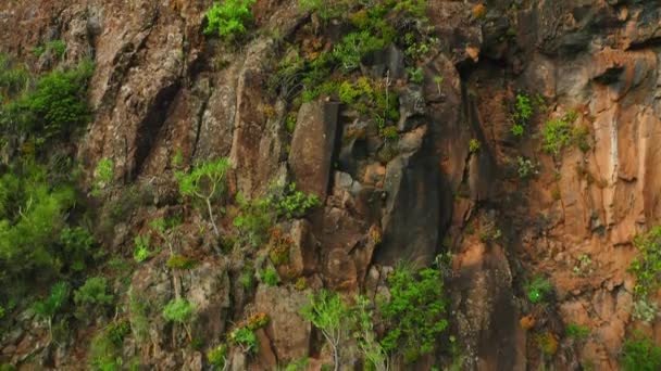 珍しい緑の春の植生と火山岩 緑の山の側に成長します テネリフェ島の自然景観カナリアスペイン 天の農村公園で独特のオレンジの崖 空中に傾斜 — ストック動画