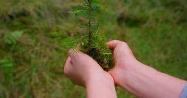 Small spruce in human hands with coniferous green forest background. Pine seedling, planting young tree concept. Save the planet. Close-up slow motion handheld cinematic video.