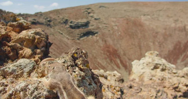 Issız bir milli parktaki dağ sıçanları. Vahşi yaşam volkanik doğasında Sciuridae kemirgen hayvanları. Fuerteventura, Kanarya Adaları, İspanya 'daki volkandaki dağ sıçanı ya da sincap.