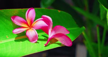 Yeşil tropikal orman palmiyesi dalına yakın mesafeden düşen su tesisatçısı çiçekleri. Bali adasındaki parlak bitki örtüsü pembe frangipani egzotik ağaçlar ve çalılar. Yağmur ormanı doğa manzarası. Endonezya Asya