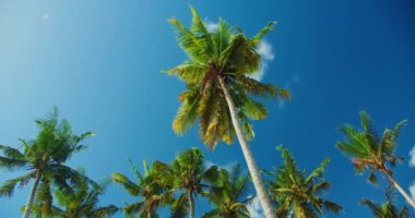 Hindistan cevizi palmiyeleri ve sıcak güneşli yaz gününde kumsalda mavi gökyüzü. Rüzgar yemyeşil dalları sallar. Tropikal adada tatil. Spa meditasyonunu gevşet. Hiç kimse. El bilgisayarı görüntüleri.