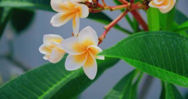 Güzel frangipani beyaz çiçeği ağaç arka planında, park ve bahçe konseptinde. Endonezya, Bali. Sakinleşme videosu. Yakın plan, kimse yok. Yavaş çekim.