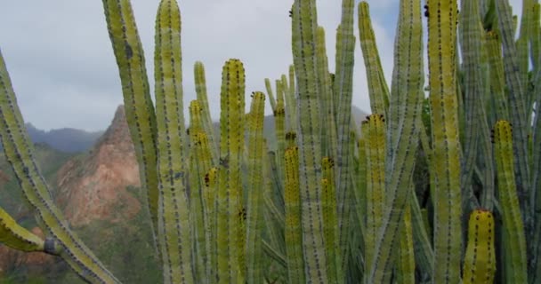野生のカクテルブッシュ 手つかずの自然 ペレニアルプラント エウフォルビア カナリア 巨大なカクタスのゆっくりした垂直パンを 驚くべき形状と徹底した 成功した植物 バックグラウンドの山で — ストック動画