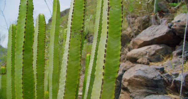 ロングと背の高い 手つかずの自然 ペレニアルプラント エウフォルビア カナリア 巨大なカクタスのゆっくりした垂直パンを 驚くべき形状と徹底した 成功した植物 バックグラウンドの山で — ストック動画