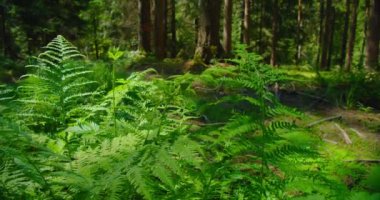 Yaygın parantez, kartal eğreltiotu çalıları. Pteridium aquilinum sıcaklık ve subtropikal bölgelerde meydana gelir. Küresel dağılım Çam köknarı ormanı, bahar. Esinti bitki örtüsünün dallarını sallıyor.