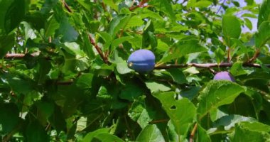 Close up of the plums ripe on branch. Plum variety is top hit. Eco ripening on the tree in the orchard. View of fresh organic fruits with green leaves in the garden. Nobody.