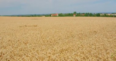 Endüstriyel çiftlikte olgunlaşmış tarım buğday tarlası. Doğa manzarası. Hasat zamanı. Altın kulaklar. Geniş açı. Kimse..