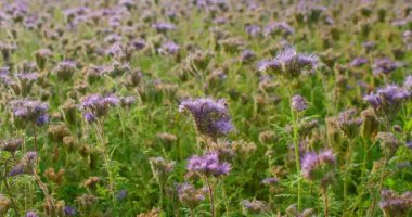 Mor tıbbi çiçekler tarlada. Bal arıları bitkileri kirletir. Phacelia tanacetifolia ya da dantelli safra kesesi - yeşil gübre, mavi çiçek, yakın plan statik görüntü 4K çözünürlüğü. Kimse..