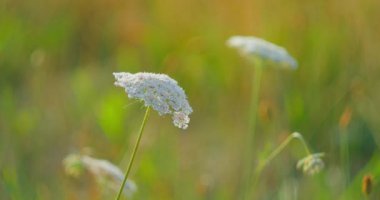 Vahşi havuç, daucus carota, çiçek tomurcukları meltemde hareket eder. Vahşi doğa manzarası. Çiçek yaprakları ve tohumlar yenilebilir. Kırsal kesimde. Rüzgarlı bir hava. Yakın plan. Arka plan bulanık. Kuş yuvası