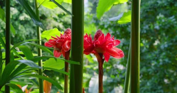 Antorcha Cerca Flor Jengibre Hermosa Flor Rosa Bosque Tropical Verde — Vídeos de Stock